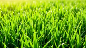 Annual Ryegrass