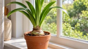 A potted amaryllis bulb with its upper portion exposed and healthy green leaves beside a bright window.